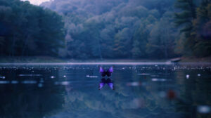 A serene image of a purple butterfly flying over a calm lake, with its reflection mirrored on the water's surface