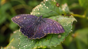 A single purple butterfly with intricate wing patterns, perched on a dew covered leaf in the early morning light