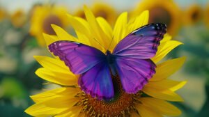 A vibrant purple butterfly against a contrasting yellow sunflower offers a striking and eye catching combination for a wallpaper