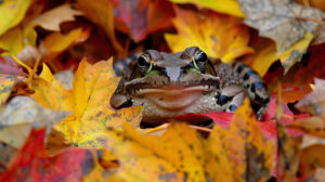 A vibrant wallpaper of a frog amidst autumn leaves setting a colorful seasonal scene