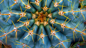 Close up view of a cactus showcasing its sharp spines accentuating the detailed patterns and textures on its surface in the wallpaper