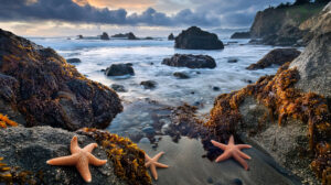 A beach with rocky tide pools, filled with starfish, small fish, and sea anemones, against a backdrop of rolling waves