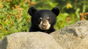 A bear cub peeking out from behind a large rock, with a shy but curious look
