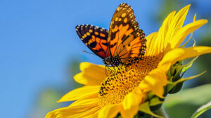 A butterfly with polka dotted wings, sitting on a sunflower with a clear blue sky behind it