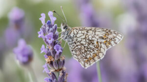 A delicate butterfly adorned with intricate patterns dances among the blooming lavender