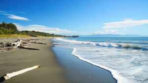 A tranquil beach scene showing driftwood scattered on the shore with gentle waves creating a calming sound in the background