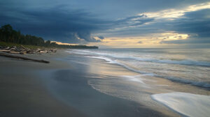 A tranquil wallpaper featuring a serene beach with driftwood strewn along the shore accompanied by the gentle sound of soothing waves