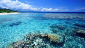 A wallpaper of a flawless beach with translucent water revealing vibrant coral reefs just under the surface