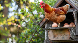 A wooden coop with a chicken sitting on top eggs can be seen in the nesting boxes titled chicken on coop with eggs.jpg