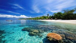 An unspoiled beach boasting transparent waters revealing vibrant coral reefs right beneath the azure surface perfect for a wallpaper